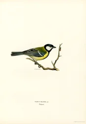 Talgoxe (färg litho)