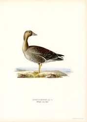 Vitbläsgås (färg litho)