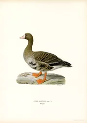 Vitbläsgås (färg litho)