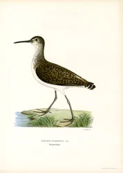 Grön sandsnäppa (färg litho)