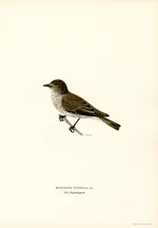 Grå flugsnappare (färg litho)
