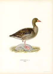 Grågås (färg litho)