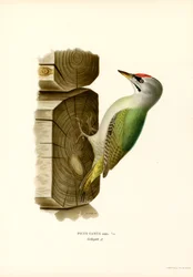 Grå hackspett (färg litho)