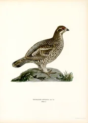Hassel Grouse (färg litho)