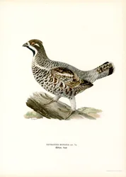 Hassel Grouse (färg litho)