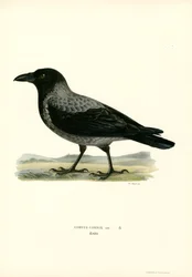 Huvkråka (färg litho)