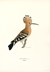 Hoopoe (färg litho)