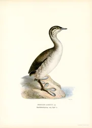 Horned dopping (färg litho)