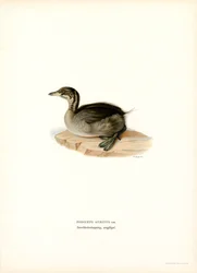 Horned dopping (färg litho)