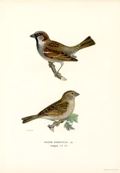 Hussparv (färg litho)