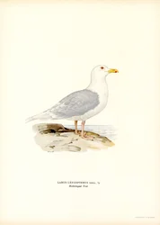 Islandsmås (färg litho)