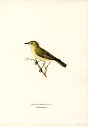 Icterine sångare (färg litho)