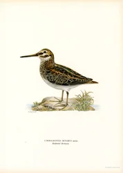 Jack Snipe (lito i färg)