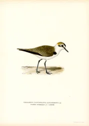 Kentish Plover (färg litho)