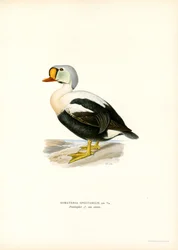 King Duck (färg litho)