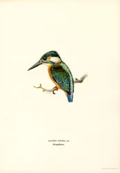 Kingfisher (färg litho)