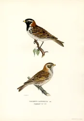 Lapplandsspurv (färg litho)