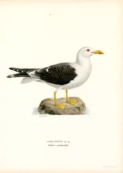 Mindre mås (litho i färg)