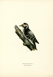 Mindre hackspett (färg litho)