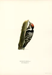 Mindre hackspett (färg litho)