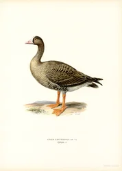 Dvärggås (litho i färg)