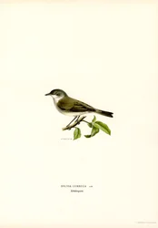Lesser Whitethroat (färg litho)