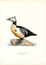 Lilla ejdern (färg litho)