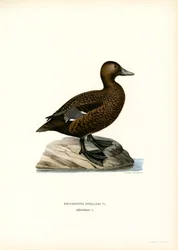 Lilla ejdern (färg litho)