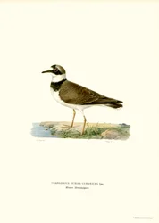 Lilla ringfräsen (färg litho)