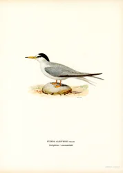 Lilla tärna (färg litho)