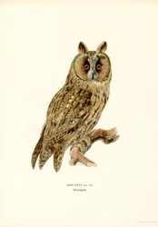 Långörad uggla (färg litho)