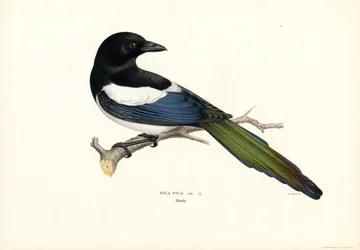 Skata (färg litho)