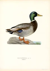 Gräsand (lito i färg)