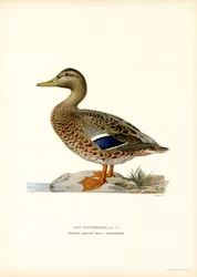 Gräsand (lito i färg)