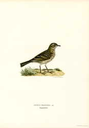 Meadow Pipit (färg litho)