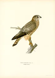 Merlin (färg litho)