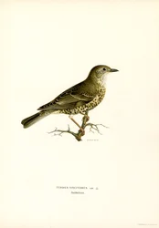 Misteltrast (färg litho)