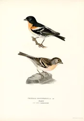 Bergfink (färg litho)