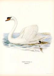 Mute Swan (färg litho)