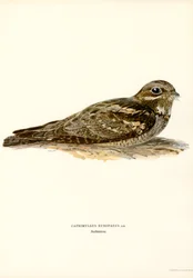 Nightjar (färgdelar)