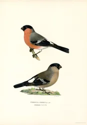 Nordeurasisk domherre (färg litho)