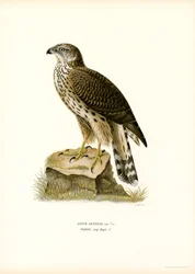 Northern Goshawk (färg litho)