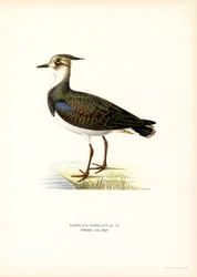 Nordvipa (färg litho)