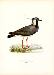Nordvipa (färg litho)