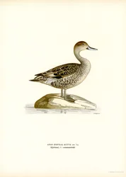 Northern Pintail (färg litho)
