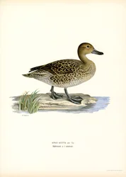 Northern Pintail (färg litho)
