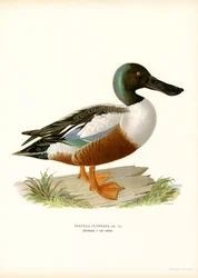 Northern Shoveler (färg litho)