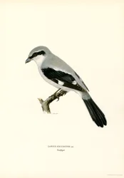 Northern Shrike (färg litho)