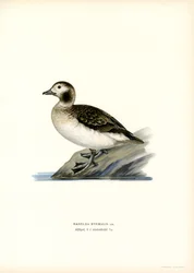 Oldsquaw Duck (färg litho)