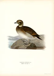 Oldsquaw Duck (färg litho)
